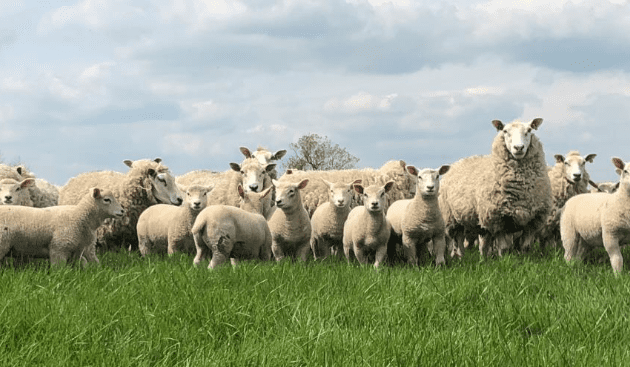 Lambing – Best Hygiene Practice