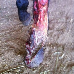 Equine deglove injury