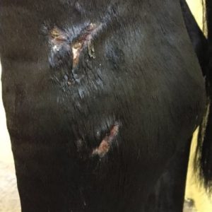 Puncture wounds following kick in field
