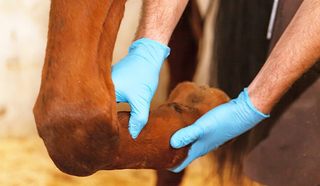 Treating lameness of the equine foot
