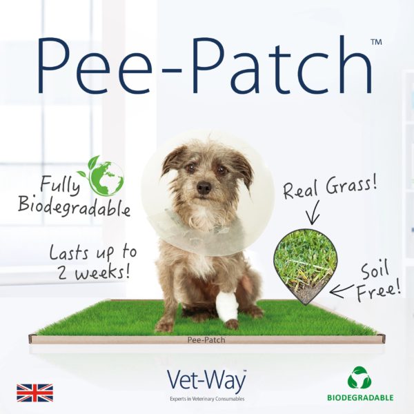 Pee-patch, the natural green grass patch
