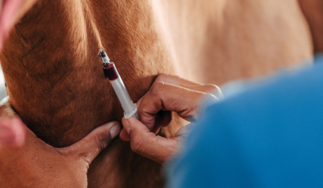 Cold chain – Best practice for veterinary vaccines & medicines