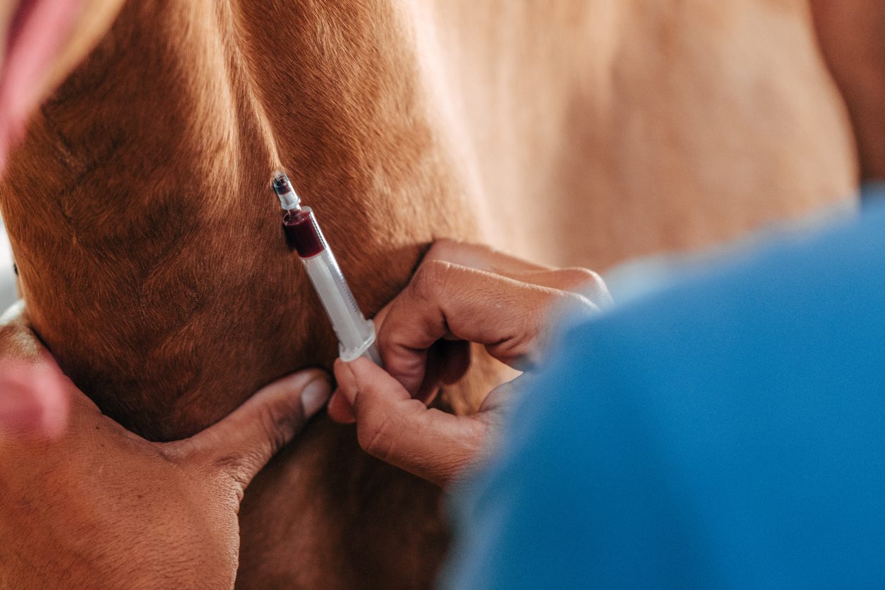 Horse getting vaccine