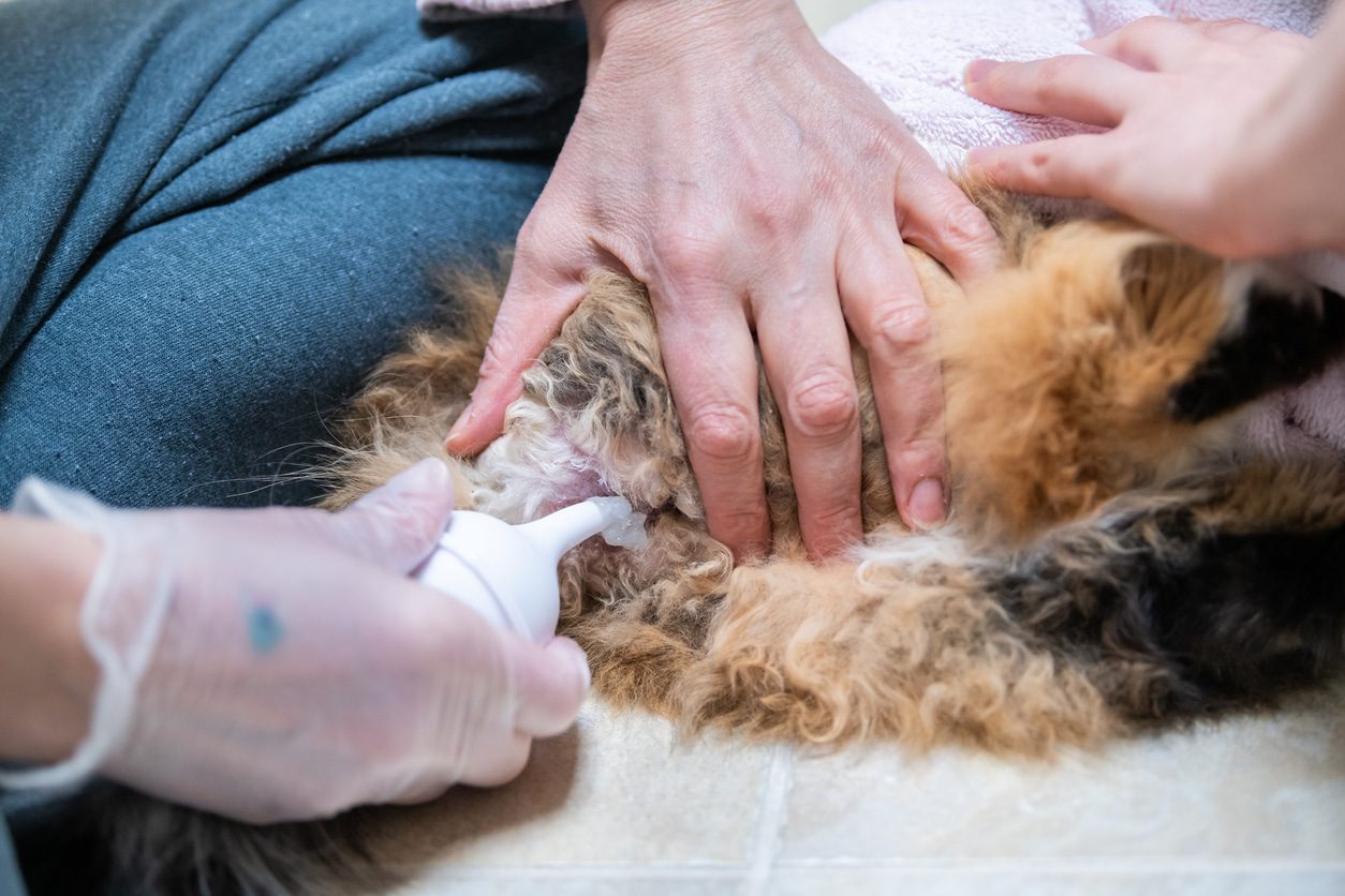 Cat behind receiving veterinary lubricant