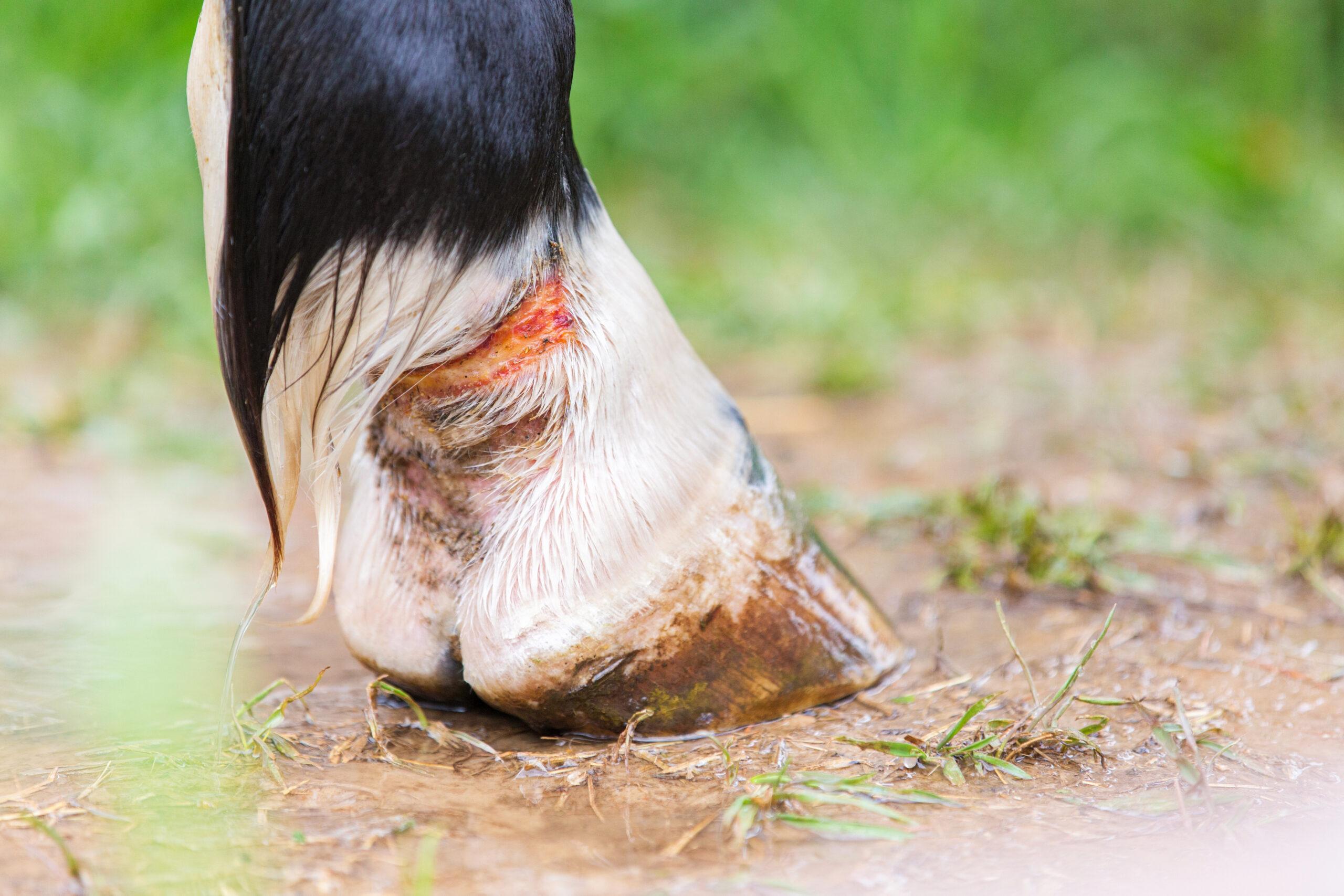 Proud Flesh Treatment and Management in Horses