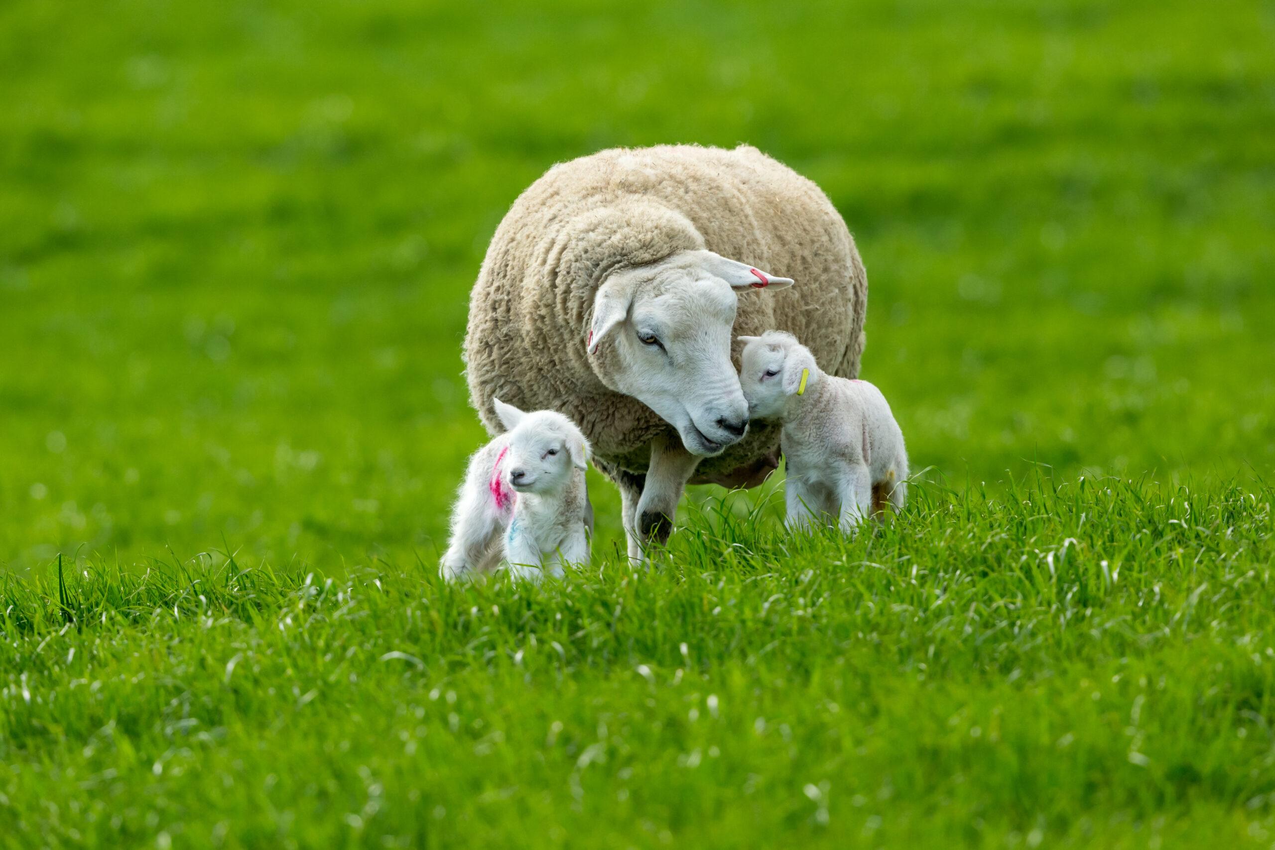 Navel Management And Hygiene At Lambing Time