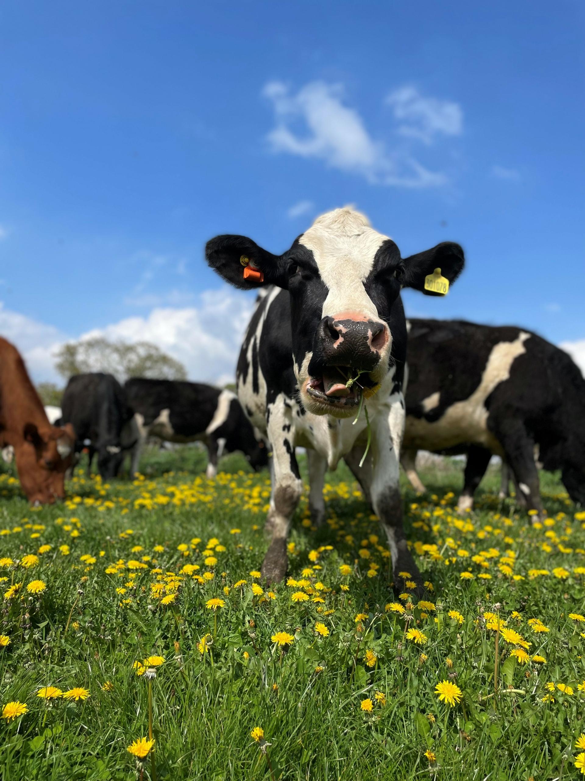 Post Calving Checks in Dairy Cows