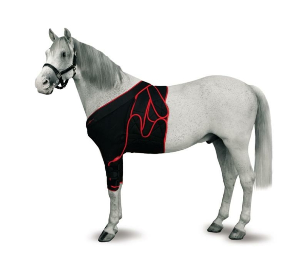 165216 Equine Frontal Bandaging